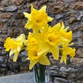 Carlton Daffodil (Narcissus Carlton) Img 2